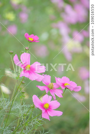 Pink cosmos in the cosmos field 5 Pink cosmos in the cosmos field 5 109016550