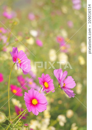 宇宙場3中的粉紅波斯菊 宇宙場3中的粉紅波斯菊 109016554
