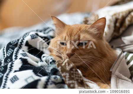 Cat wrapped in a blanket, brown tabby cat 109016891