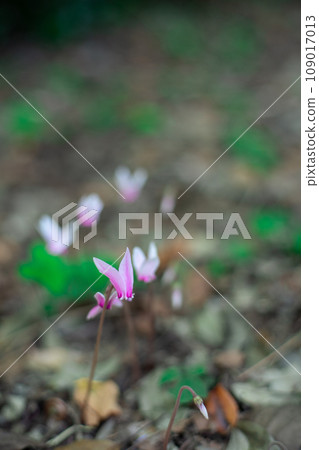 粉紅色仙客來 109017013