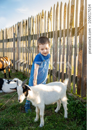 Cute toddler boy two or three years old petting a goat. Friendship with the animal. Active leisure with children outdoors. Petting zoo. Sunny summer day Cute toddler boy two or three years old petting a goat. Friendship with the animal. Active leisure with children outdoors. Petting zoo. Sunny summer day 109017034