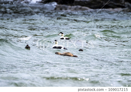Common Eiders family training their ducklings on the Atlantic Ocean Common Eiders family training their ducklings on the Atlantic Ocean 109017215