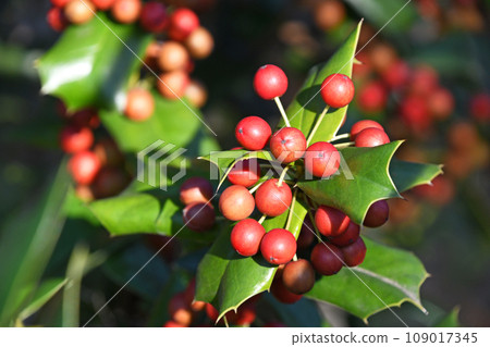 冬青紅色漿果 冬青紅色漿果 109017345