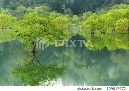 Lake Shirakawa during high water season, submerged forest, Iide Town, Yamagata Prefecture Lake Shirakawa during high water season, submerged forest, Iide Town, Yamagata Prefecture 109017672