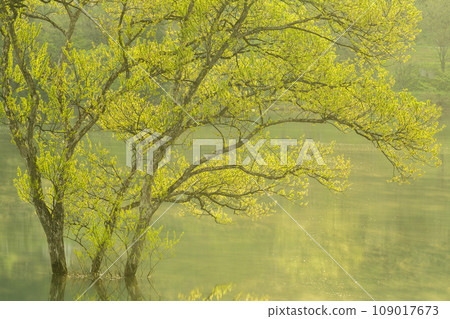 Lake Shirakawa during high water season, submerged forest, Iide Town, Yamagata Prefecture Lake Shirakawa during high water season, submerged forest, Iide Town, Yamagata Prefecture 109017673