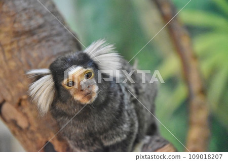 普通狨猴盯著我 普通狨猴盯著我 109018207