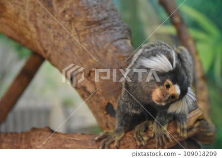 Common marmoset tilting its head 109018209