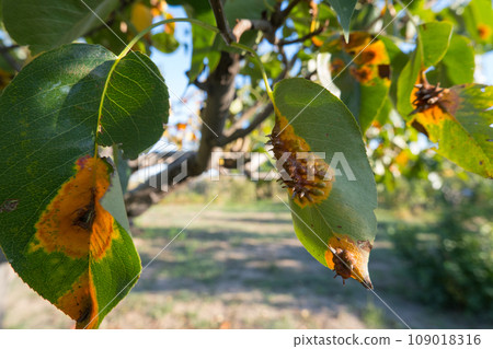 Pear leaves with Gymnosporangium sabinae is a species of rust fungus in the subdivision Pucciniomycotina. Known as pear rust, European pear rust, or pear trellis rust. Problem in gardening 109018316