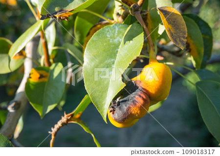 Rust on pear leaves. European pear rust is a fungal disease of pear trees 109018317