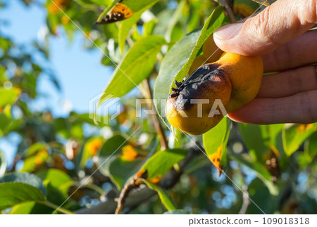 Rust on pear leaves. European pear rust is a fungal disease of pear trees 109018318