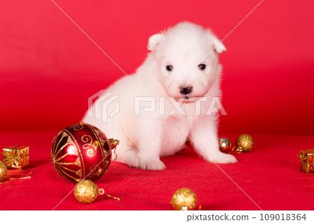 Christmas puppy. Samoyed puppy dog on Christmas red background. Merry Christmas Christmas puppy. Samoyed puppy dog on Christmas red background. Merry Christmas 109018364