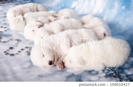Eight puppies. White fluffy small Samoyed puppies dogs are sleeping on blue background Eight puppies. White fluffy small Samoyed puppies dogs are sleeping on blue background 109018427