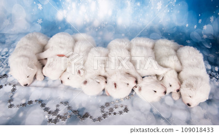 Eight puppies. White fluffy small Samoyed puppies dogs are sleeping on blue background Eight puppies. White fluffy small Samoyed puppies dogs are sleeping on blue background 109018433