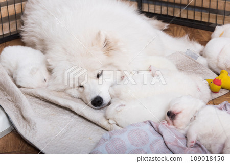 Samoyed dog mother with puppies Samoyed dog mother with puppies 109018450