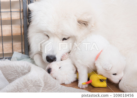 Samoyed dog mother with puppies 109018456
