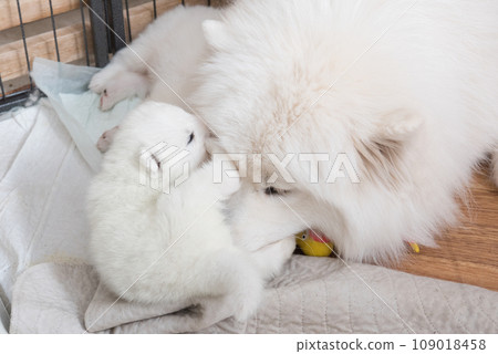Samoyed dog mother with puppies Samoyed dog mother with puppies 109018458