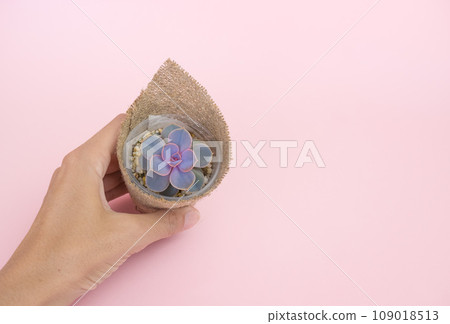 Woman's hand holding succulent Echeveria Perle fon Nurnberg in a pot wrapped in burlap on a pink pastel background 109018513