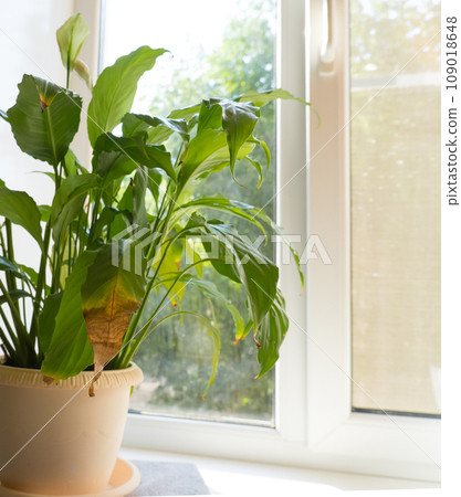 close-up of the green leaves of a spathiphyllum houseplant, yellowed and withered. Home plant care concept. Hobby, home gardening. Diseases of domestic plants close-up of the green leaves of a spathiphyllum houseplant, yellowed and withered. Home plant care concept. Hobby, home gardening. Diseases of domestic plants 109018648