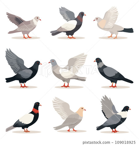 Cartoon set of pigeon bird flying and sitting. Flat cartoon character design. Vector illustration isolated on white background. 109018925