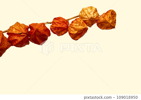 酸漿乾花與樹枝 109018950