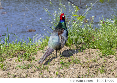 宮城縣村田町，初夏稻田裡的雄性雉雞 109018999