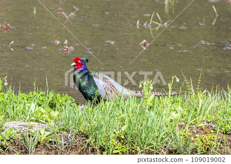 宮城縣村田町，初夏稻田裡的雄性雉雞 109019002