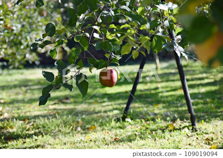 Apple Apple 109019094