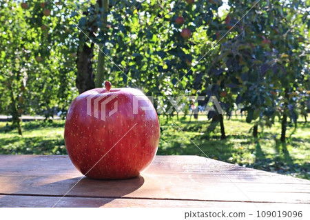 Apple Apple 109019096