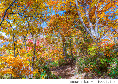[Autumn leaves material] Autumn leaves trees in Shiga Kogen [Nagano Prefecture] 109019118