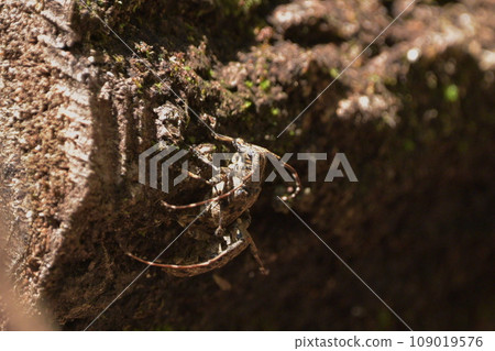 Naga Gomakokami Naga Gomakokami 109019576