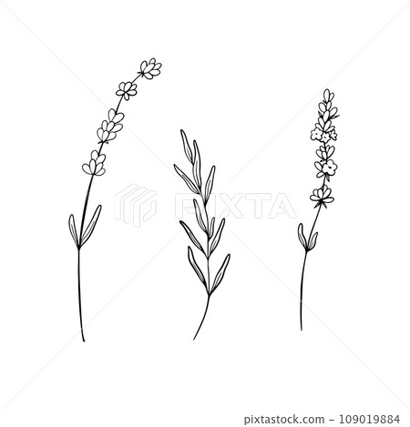 Set of Lavender flower line art drawing. Hand drawn black ink sketch. Design for tattoo, wedding invitation, logo, cards, packaging and labeling. Botanical rustic trendy greenery vector illustration. Set of Lavender flower line art drawing. Hand drawn black ink sketch. Design for tattoo, wedding invitation, logo, cards, packaging and labeling. Botanical rustic trendy greenery vector illustration. 109019884