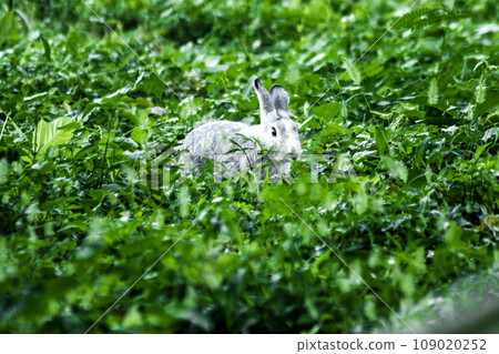 Gray rabbits run free and play in the grass. rabbit in the grass 109020252