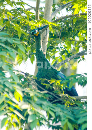 Peacock standing on the tree ,The peacock has weak wings. Often goes up to perch on trees to sleep and rest. 109020333