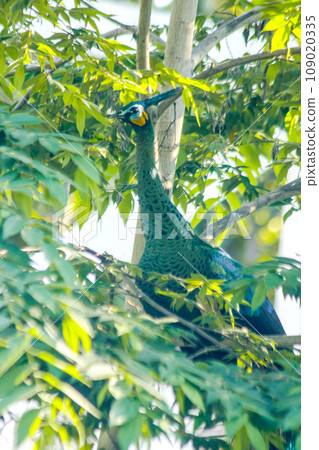 Peacock standing on the tree ,The peacock has weak wings. Often goes up to perch on trees to sleep and rest. Peacock standing on the tree ,The peacock has weak wings. Often goes up to perch on trees to sleep and rest. 109020335