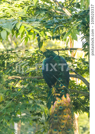 Peacock standing on the tree ,The peacock has weak wings. Often goes up to perch on trees to sleep and rest. Peacock standing on the tree ,The peacock has weak wings. Often goes up to perch on trees to sleep and rest. 109020337