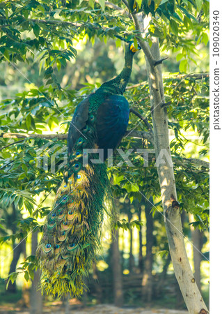 Peacock standing on the tree ,The peacock has weak wings. Often goes up to perch on trees to sleep and rest. Peacock standing on the tree ,The peacock has weak wings. Often goes up to perch on trees to sleep and rest. 109020340