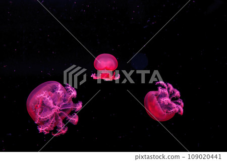 macro photography underwater rhizostoma luteum jellyfish 109020441
