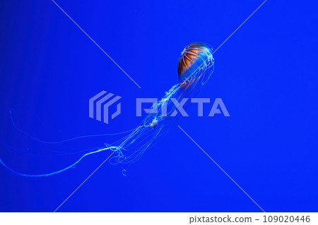 macro photography underwater northern sea nettle or brown jellyfish jellyfish 109020446