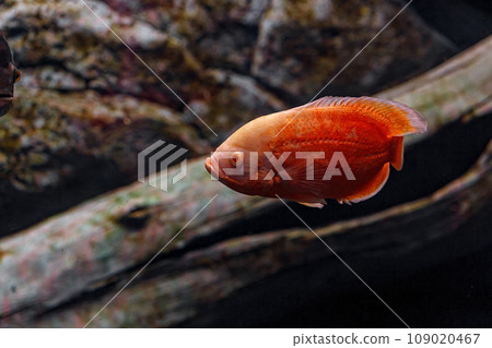 Underwater photography of Oscar fish (fish) 109020467