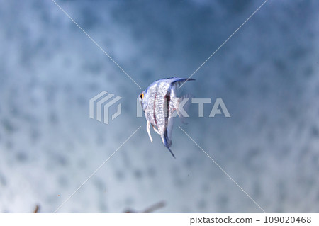 Underwater shot of fish pterophyllum scalare altum Underwater shot of fish pterophyllum scalare altum 109020468
