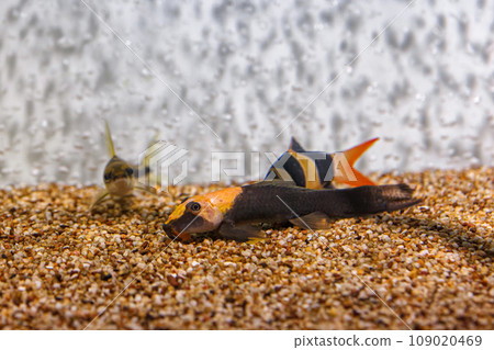 Underwater shot of fish Chromobotia macracanthus 109020469