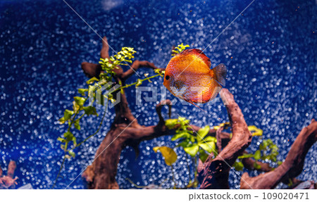 Underwater shot of Symphysodon fish 109020471