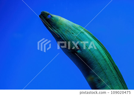 Underwater shot of fish Gymnothorax funebris Underwater shot of fish Gymnothorax funebris 109020475
