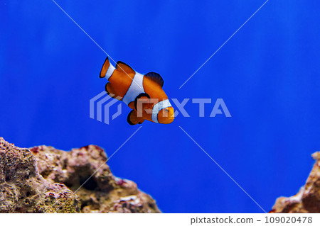 Underwater shot of fish Amphiprion ocellaris 109020478