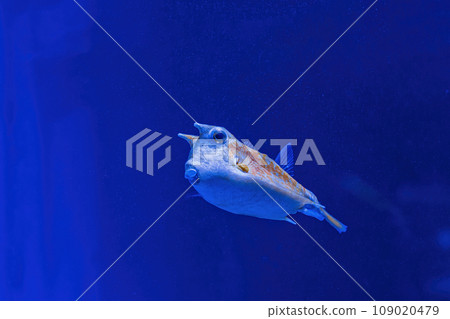 Underwater shot of fish Lactoria cornuta 109020479