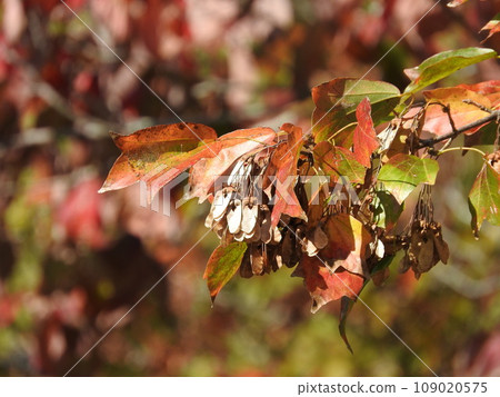Pearl maple 109020575