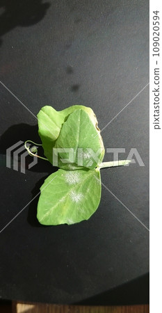 Symptoms of powdery mildew on crops 109020594