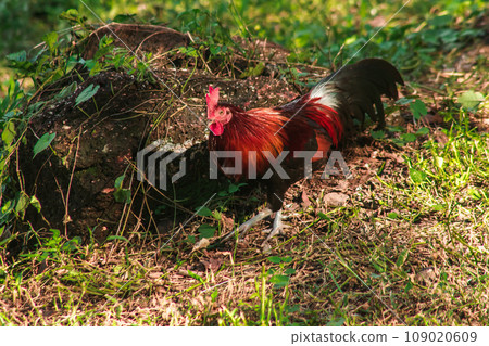 Red Junglefowl's main diet in the wild is insects. small animals on the ground 109020609