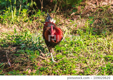 Red Junglefowl's main diet in the wild is insects. small animals on the ground 109020620