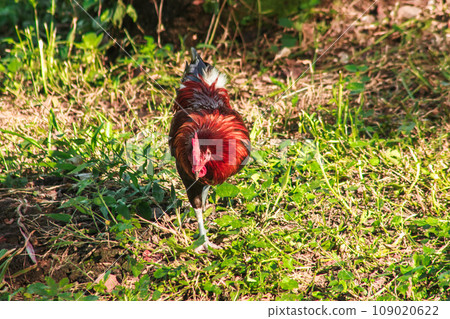 Red Junglefowl's main diet in the wild is insects. small animals on the ground Red Junglefowl's main diet in the wild is insects. small animals on the ground 109020622